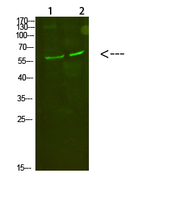 C8 α Polyclonal Antibody