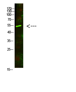 AVPR1A Polyclonal Antibody