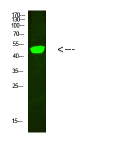 C1RL Polyclonal Antibody