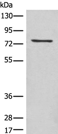 ACAP1 Antibody