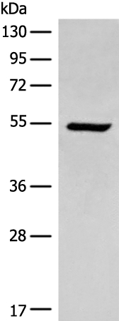 ACD Antibody