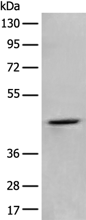 ADRA2A Antibody