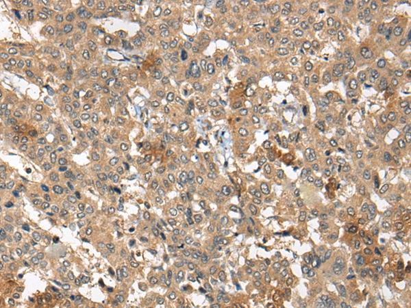 ARCN1 Antibody