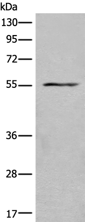 ASIC1 Antibody