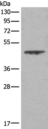 ASS1 Antibody