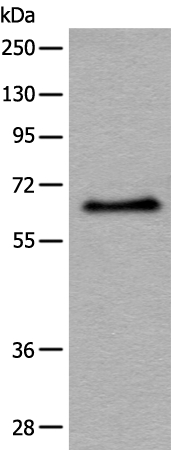 ATF7 Antibody