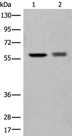 ATL3 Antibody