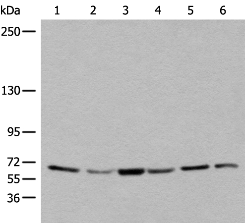 BBS10 Antibody