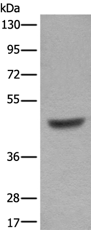 BCL6B Antibody