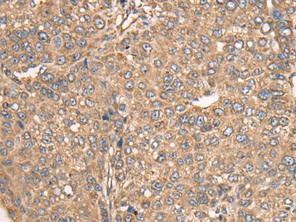 BCO2 Antibody