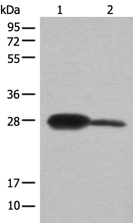 BDH2 Antibody