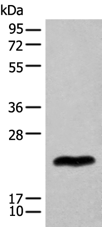 BHLHA9 Antibody