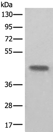 BHMT2 Antibody