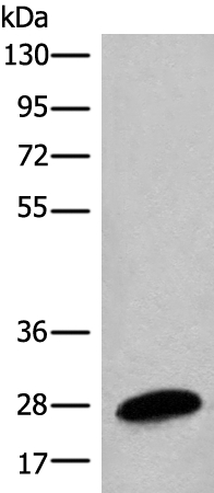 BPGM Antibody