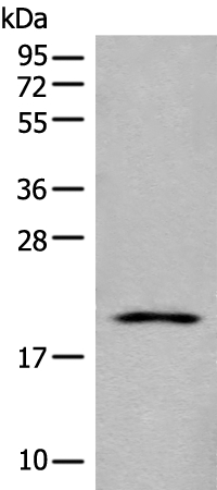 BTF3L4 Antibody