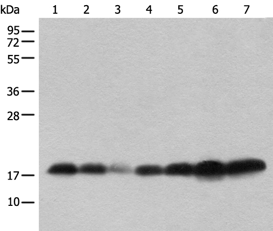 BUD31 Antibody