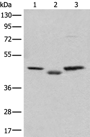 C12orf10 Antibody