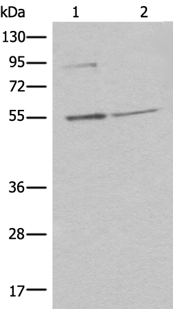 C14orf80 Antibody