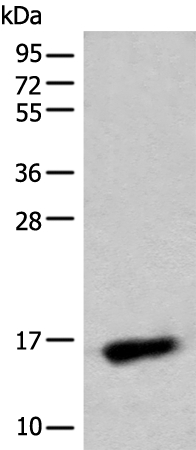 C15orf40 Antibody