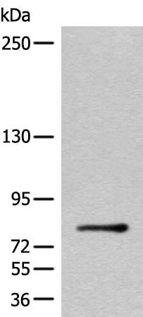 C2CD2 Antibody