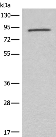 C7 Antibody