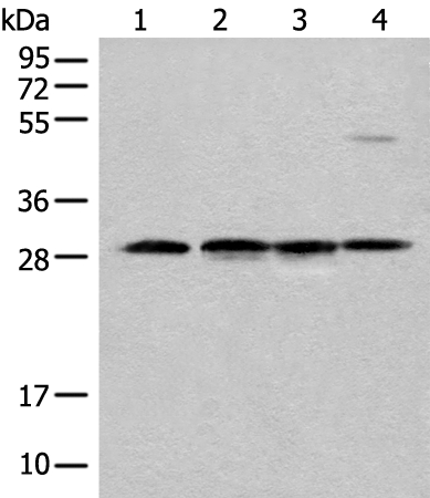 CA7 Antibody