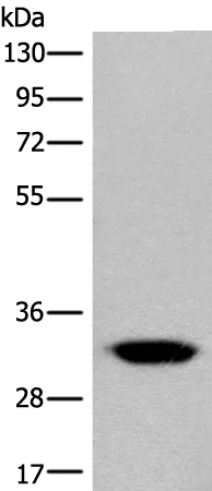 CACNG3 Antibody