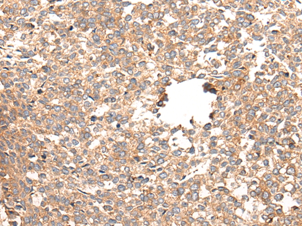 CACNG5 Antibody