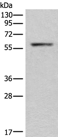 CALCOCO2 Antibody