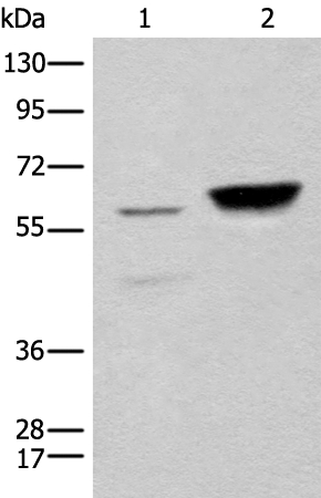 CCDC181 Antibody