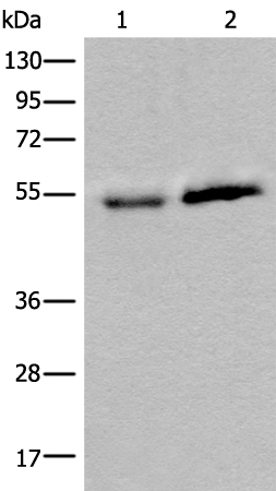 CCDC85C Antibody