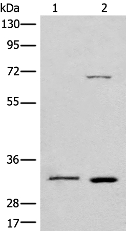 CCNB1IP1 Antibody