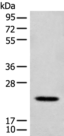 CD300E Antibody