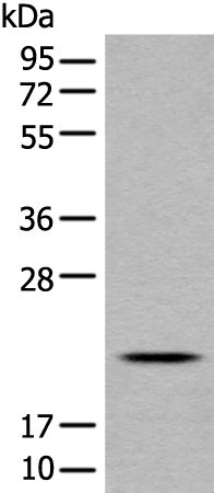 CD8A Antibody