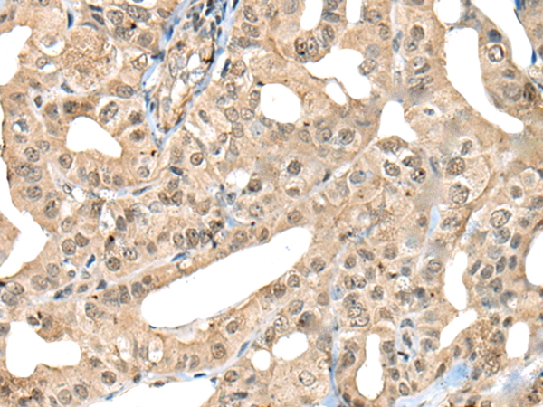 CDC45 Antibody