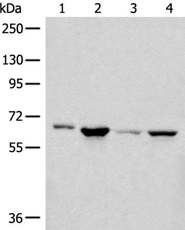 CDC7 Antibody