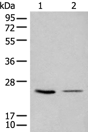 CDCA4 Antibody