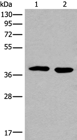 CDKL1 Antibody