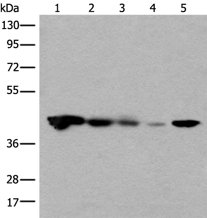 CECR5 Antibody