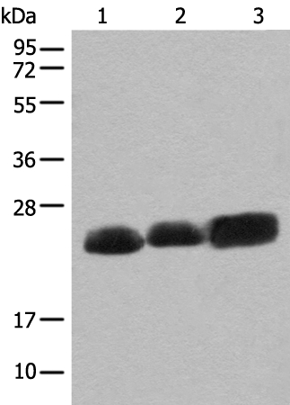 CEND1 Antibody