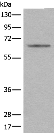 CENPT Antibody