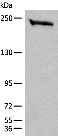 CEP170 Antibody