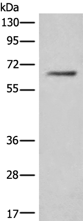 CEP57 Antibody