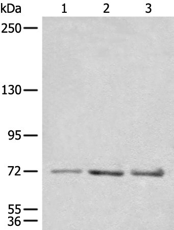 CEP72 Antibody