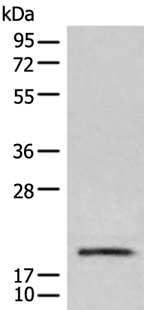 CETN3 Antibody