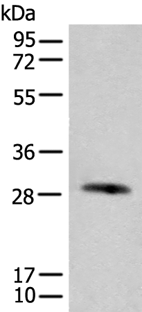 CFHR2 Antibody