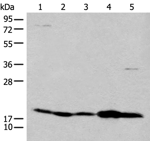 CFL2 Antibody