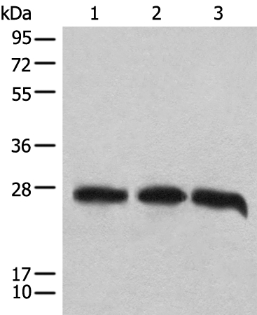 CHCHD3 Antibody