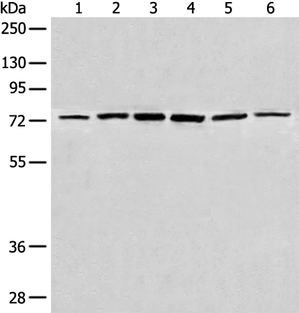 CHFR Antibody