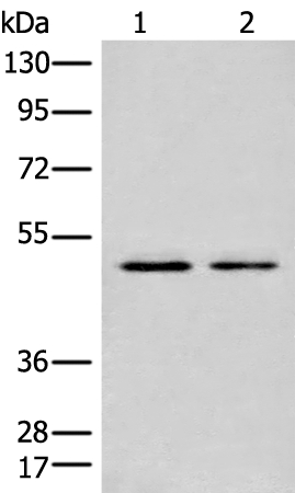 CHIT1 Antibody